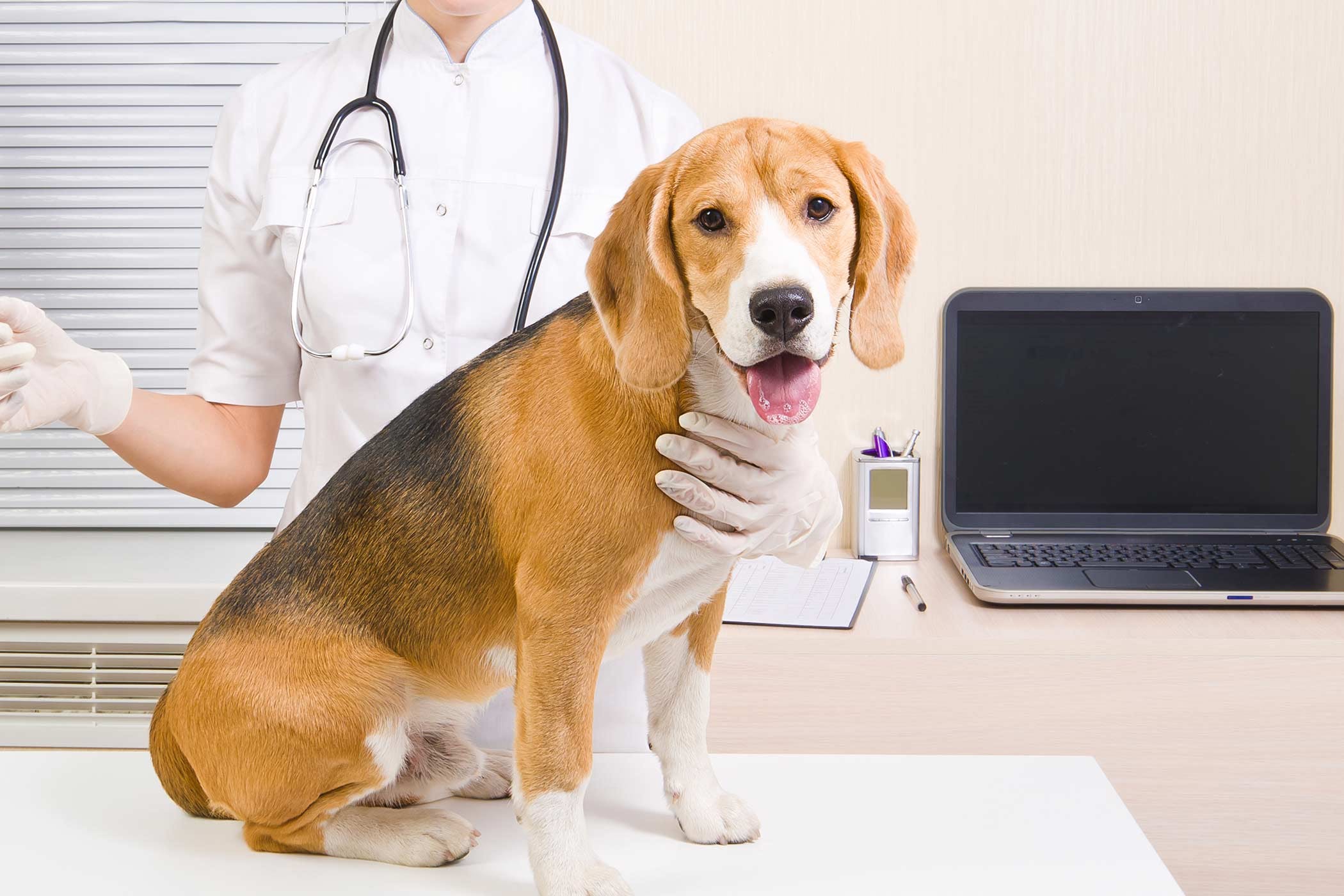 BARF διατροφή και αιματολογικές εξετάσεις σκύλου